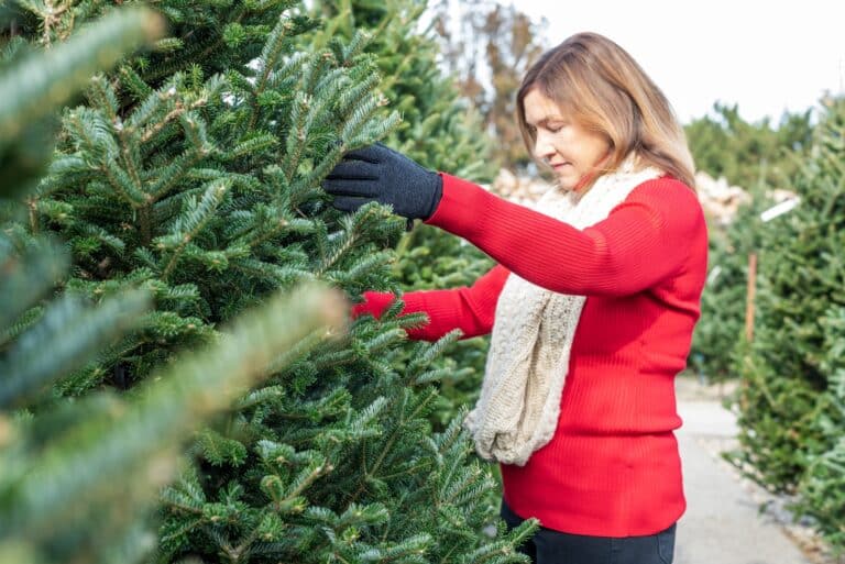 Woman shopping for a live Christmas tree at garden center